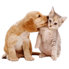 Kedi Köpek Ürünleri