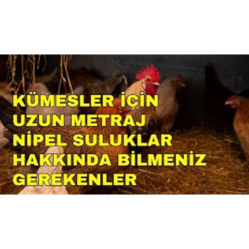 UZUN METRAJ SULUKLAR HAKKINDA BİLMENİZ GEREKENLER.