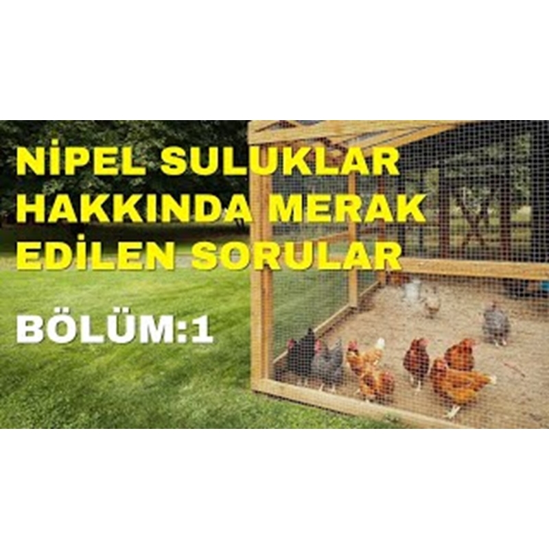 Nipel Suluklar Hakkında Merak Edilenler Part 1