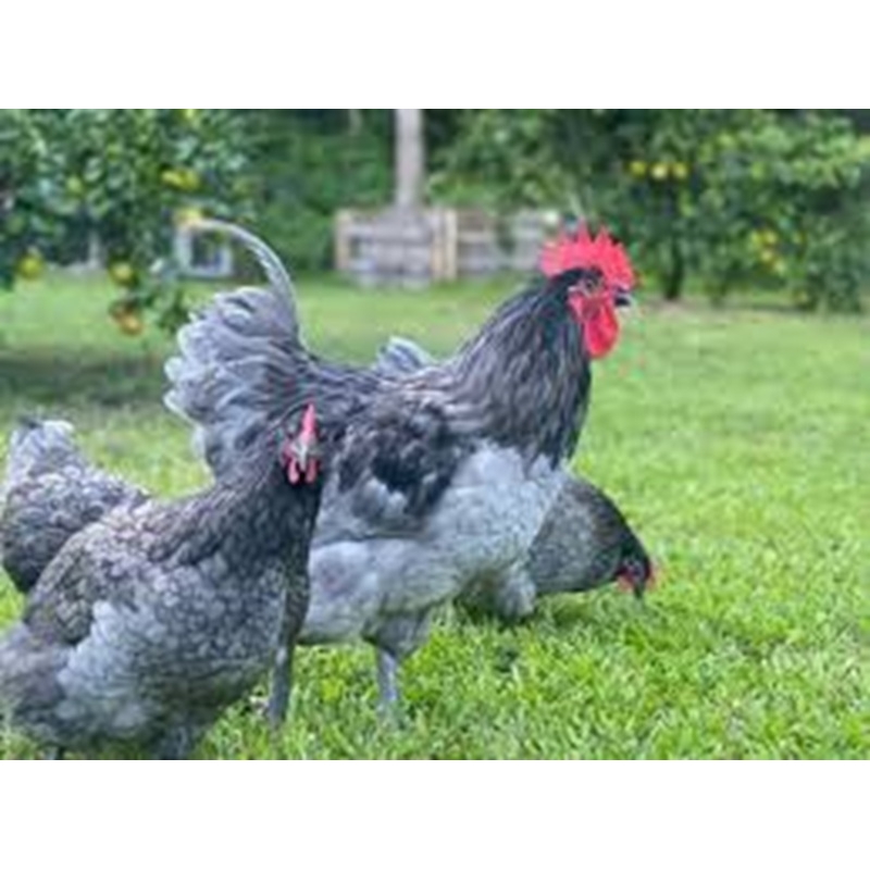 Australorp Tavuğunun Özellikleri.