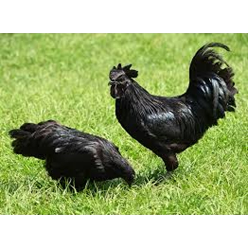 Ayam Cemani Tavuklarının Özellikleri.