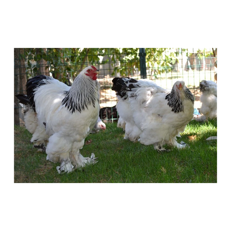 Brahma Tavuğu Özellikleri.