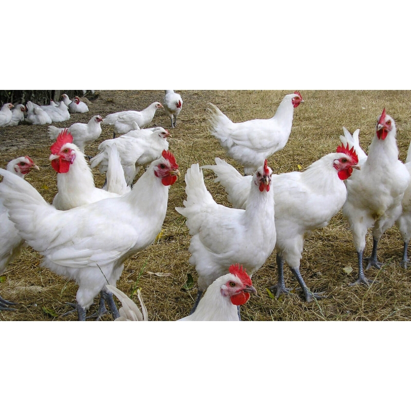 Bresse Tavuğunun Özellikleri.