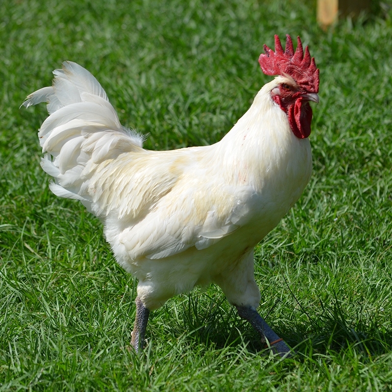 Bresse Tavuğunun Özellikleri