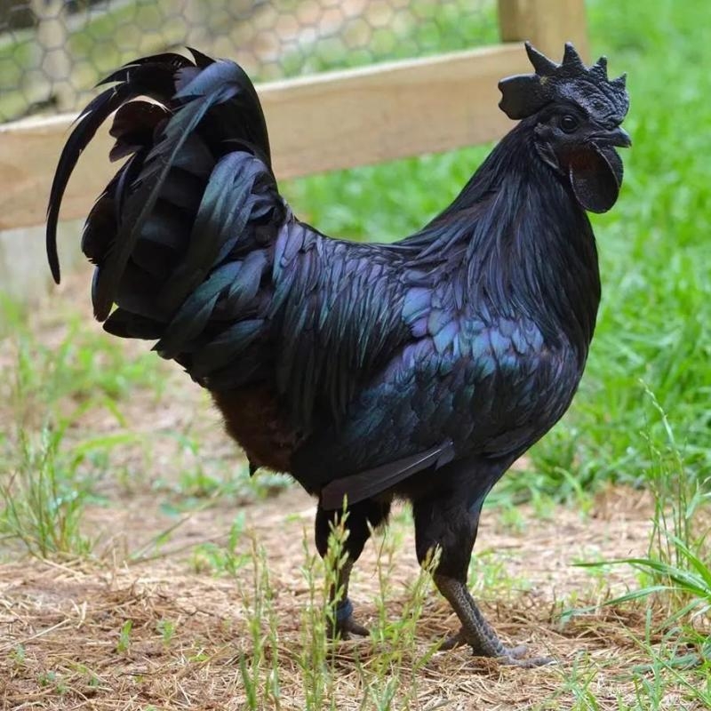 Ayam Cemani Tavuklarının Özellikleri