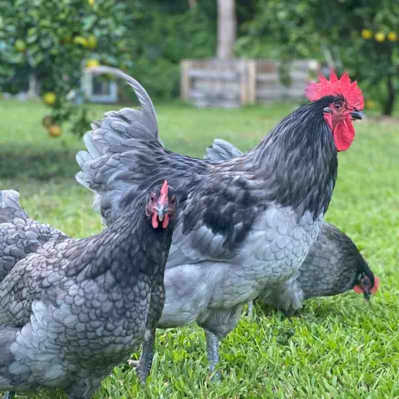 Australorp Tavuğunun Özellikleri
