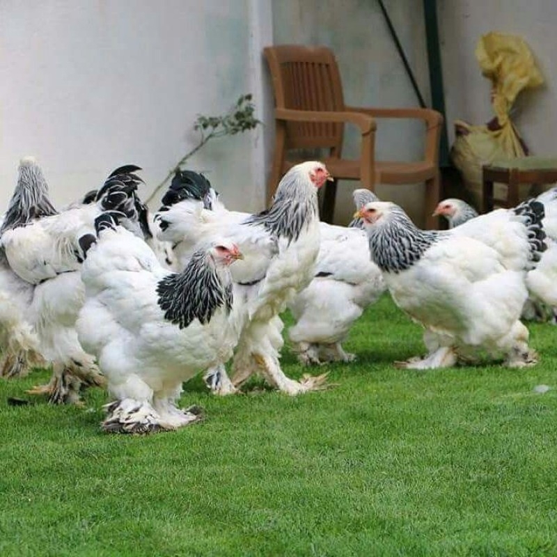 Brahma Tavuğu Özellikleri