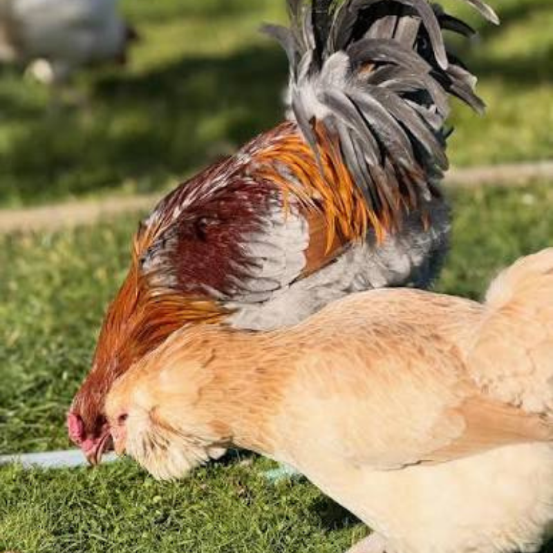 Amerikan Ameraucana Tavuğunun Irk Özellikleri.