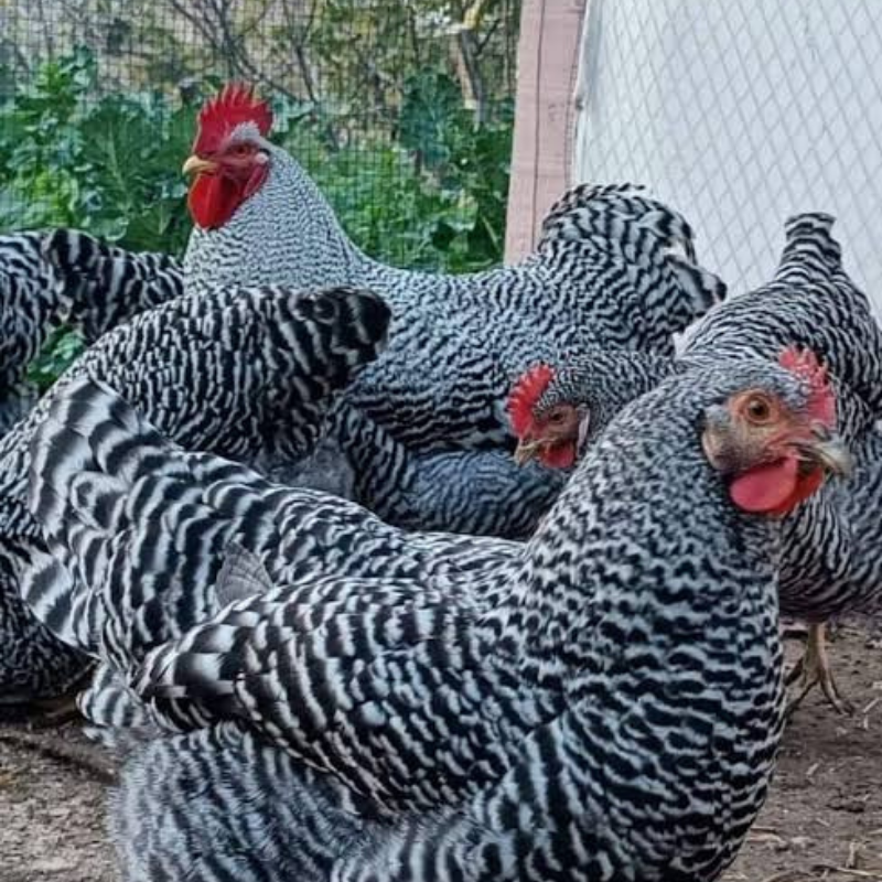Amerikan Amrock Tavuğunun Irk Özellikleri.
