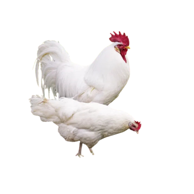 Amerikan Ligorin Tavuğunun Özellikleri.