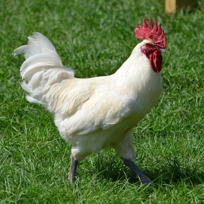 Bresse Tavuğunun Özellikleri